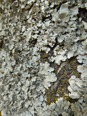 Hypotrachyna dactylifera