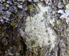 Lecanora expallens