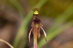 Chiloglottis sphaerula
