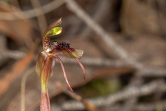 Chiloglottis sphaerula