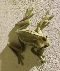 Trachycephalus mesophaeus