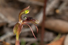 Chiloglottis sphaerula