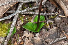 Chiloglottis sphaerula