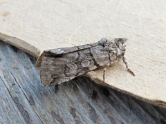 Sympistis chionanthi