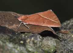 Compsoptera opacaria