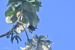 Spindalis zena benedicti