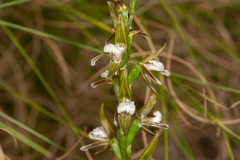 Prasophyllum brevilabre