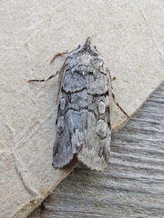 Sympistis chionanthi