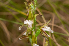 Prasophyllum brevilabre