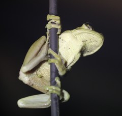 Trachycephalus mesophaeus