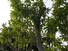 Magnolia × alba