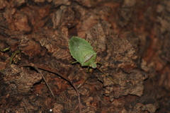 Chlorocoris rufopictus