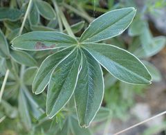 Potentilla alchimilloides
