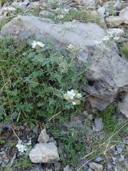 Potentilla alchimilloides