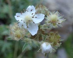 Potentilla alchimilloides