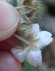Potentilla alchimilloides