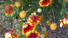 Gaillardia aristata