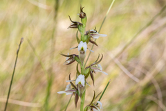 Prasophyllum basalticum