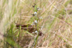 Prasophyllum basalticum