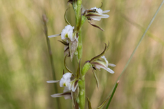 Prasophyllum basalticum