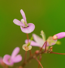Hylodesmum