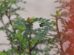 Zanthoxylum beecheyanum