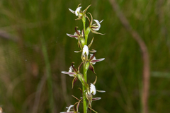 Prasophyllum basalticum