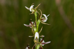 Prasophyllum basalticum