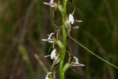 Prasophyllum basalticum