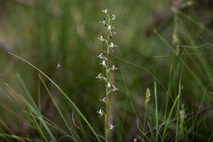 Prasophyllum basalticum