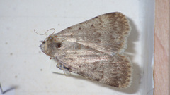 Autophila dilucida