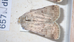 Autophila dilucida