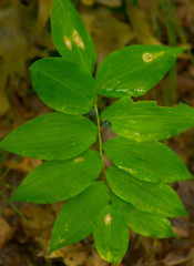 Polygonatum