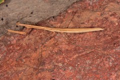 Bistanta mexicana