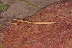 Bistanta mexicana