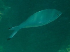 Caesio lunaris