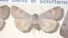 Lygephila craccae
