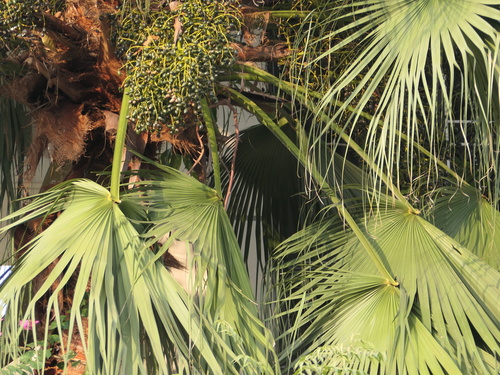Livistona chinensis