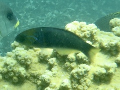 Thalassoma hebraicum
