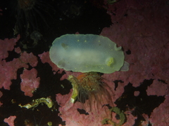 Cadlina laevis