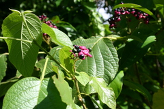 Clerodendrum tracyanum