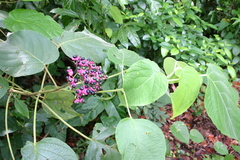 Clerodendrum tracyanum