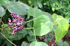 Clerodendrum tracyanum
