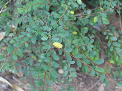 Phyllanthus cochinchinensis