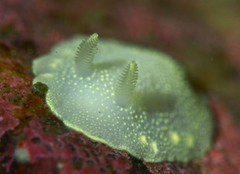 Cadlina laevis