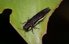 Agrilus hypoleucus