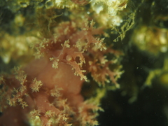 Dendronotus lacteus