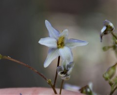 Dianella longifolia longifolia