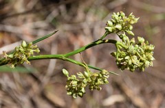 Dianella longifolia longifolia