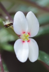 Stylidium rhynchocarpum